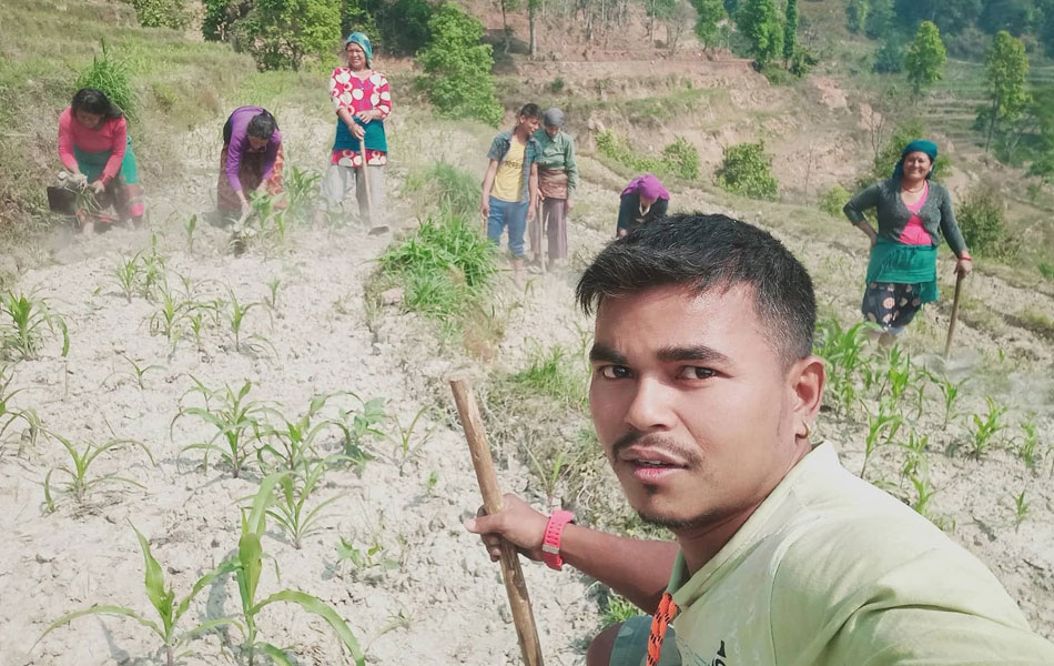 Organic farming in rural nepal, corn farm in nepal